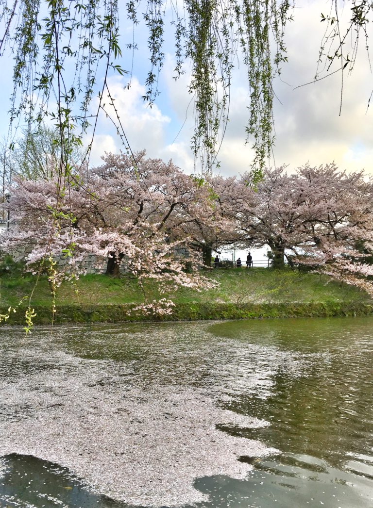 Perkiraan Waktu Mekar Sakura di Jepang Tahun 2021 PinterPoin